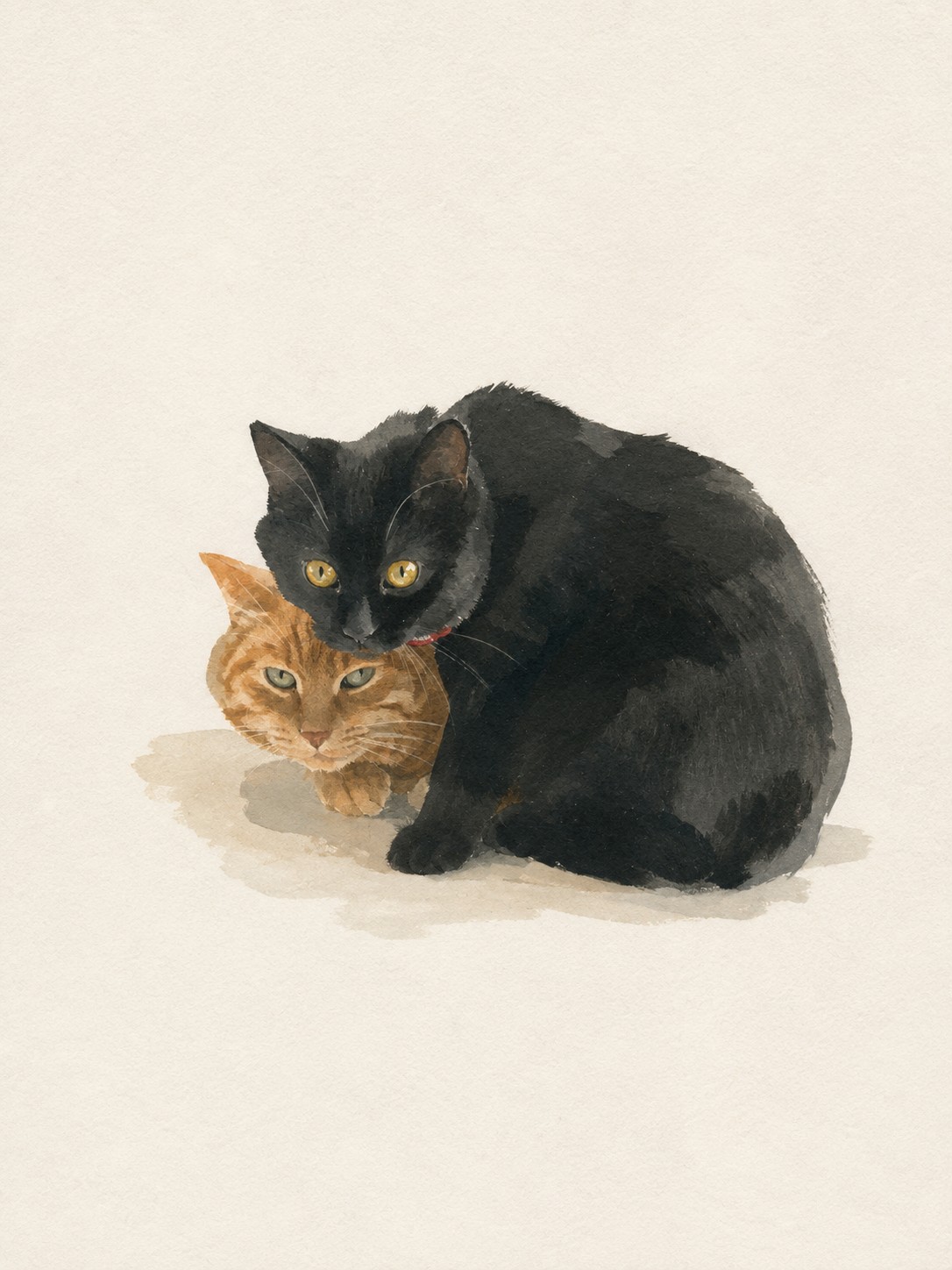 Chester the cat